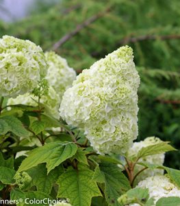 Gatsby Moon® oakleaf hydrangea