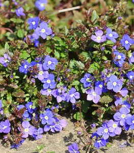 GEORGIA BLUE CREEPING SPEEDWELL