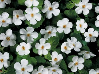 Bacopa plant