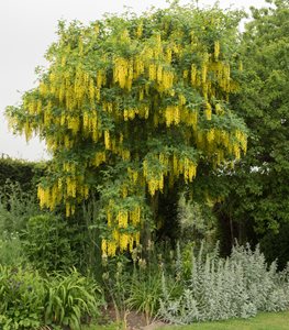 GOLDEN CHAIN TREE