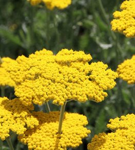 CORONATION GOLD YARROW