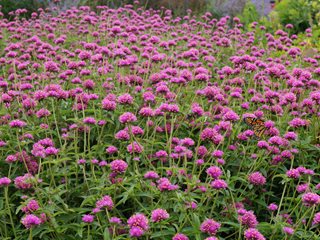 Gomphrena Truffula Pink, Gomphrena Flower Bed
Proven Winners
Sycamore, IL