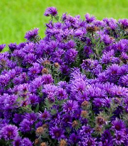 GRAPE CRUSH ASTER