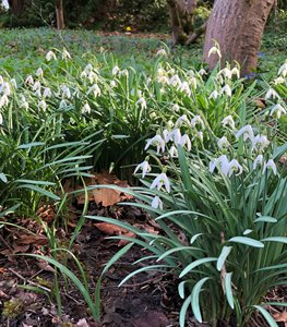 'GRAVETYE GIANT' SNOWDROP