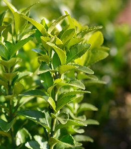 ‘GREEN SPIRE’ EUONYMUS