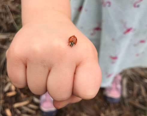 Hand With Ladybug
Garden Design
Calimesa, CA