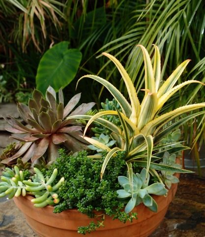 Haute Houseplants
Garden Design
Calimesa, CA