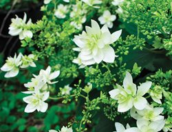 Hayes Starburst, Hydrangea Arborescens
I Love This Plant
Garden Design
Calimesa, CA