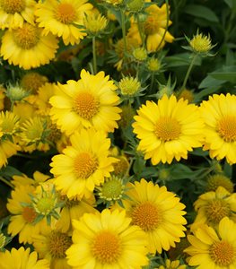 BLANKET FLOWER