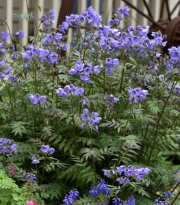 Jacob's Ladder Plant