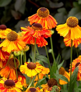 SNEEZEWEED