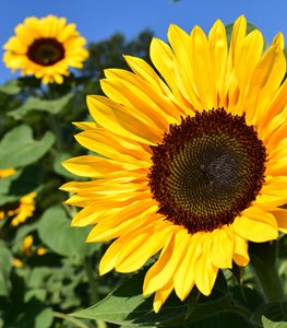 Sunflowers