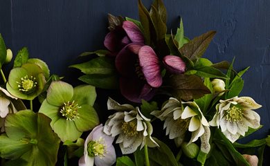 <em>Helleborus</em> x <em>hybridus</em>