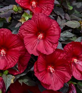 SUMMERIFIC 'HOLY GRAIL' ROSE MALLOW