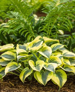 HOSTA