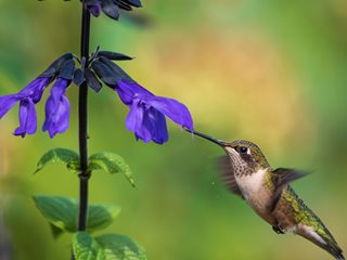 HUMMINGBIRD