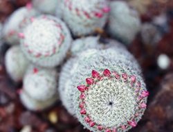 Succulent and Cacti Pictures
Huntington Botanical Gardens
San Marino, CA