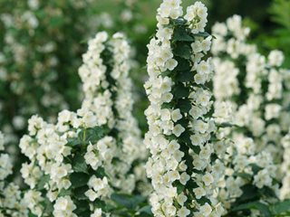 Mock orange flowers