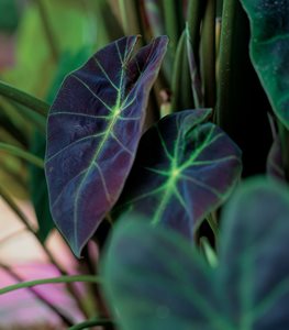 COLOCASIA ESCULENTA ILLUSTRIS