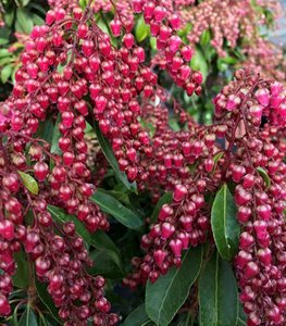 JAPANESE PIERIS