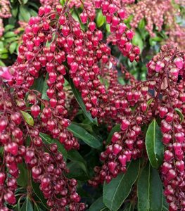 Interstella® Japanese pieris