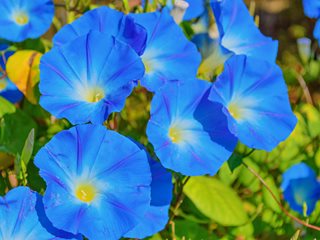 Ipomoea Tricolor, Heavenly Blue, Blue Flowers
"Dream Team's" Portland Garden
Shutterstock.com
New York, NY