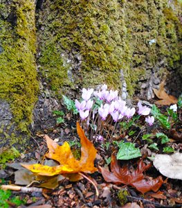 IVY-LEAVED CYCLAMEN