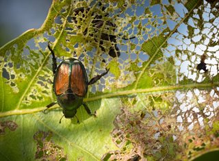 Japanese Beetle, Popillia Japonica, Japanese Beetle Feeding
Shutterstock.com
New York, NY