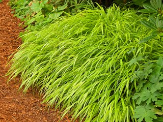 Japanese Forest Grass, Hakone Grass, Hakonechloa Macra Aureola 
Janet Loughrey
