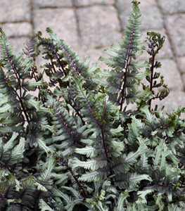 Japanese painted fern