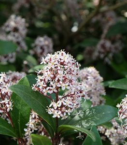 JAPANESE SKIMMIA