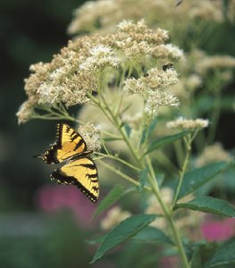 'Bartered Bride' Joe Pye weed