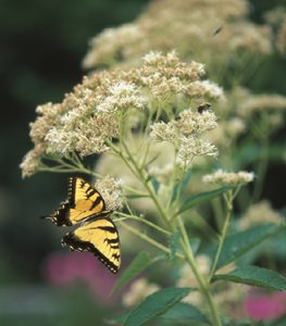 JOE PYE WEED