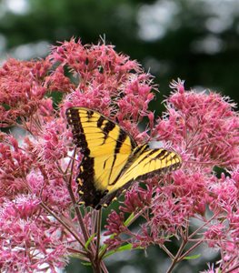 Joe Pye weed