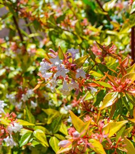 KALEIDOSCOPE ABELIA