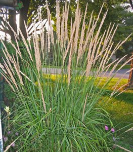 'KARL FOERSTER' FEATHER REED GRASS