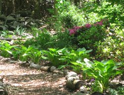 Shade Garden Pictures
Kevin Lee Jacobs
