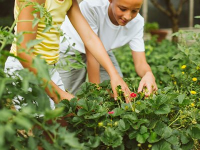 Kids Picking Strawberries
Proven Winners
Sycamore, IL