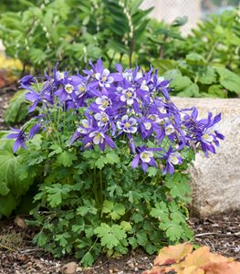 Kirigami™ Deep Blue & White COLUMBINE