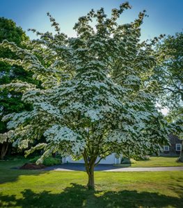 KOUSA DOGWOOD