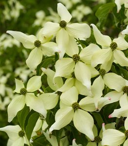 Cornus kousa (Kousa dogwood) - Photo by: Janet Loughrey.