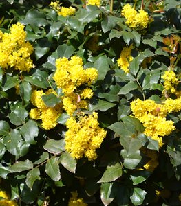 MAHONIA