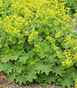 Lady's Mantle