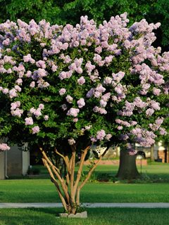 Lagerstroemia Indica, Crape Myrtle, Flowering Tree
Alamy Stock Photo
Brooklyn, NY