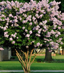 CRAPE MYRTLE