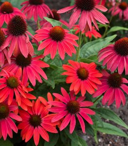 Summersong™ Firefinch™ coneflower