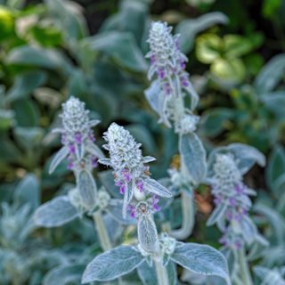 Lamb's Ear Flowers, Stachys Byzantina Flowers
Shutterstock.com
New York, NY