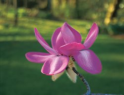 Lanarth Magnolia, Magnolia Campbellii
I Love This Plant
Garden Design
Calimesa, CA