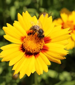 'Lanceleaf coreopsis