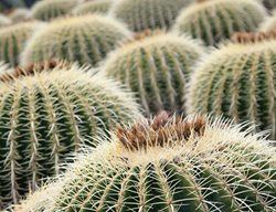 Succulent and Cacti Pictures
Lari Pittman (Homeowner)
Los Angeles, CA